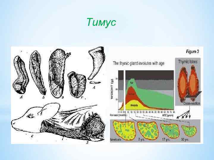 Тимус 