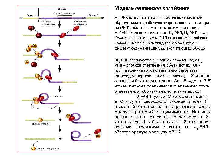 Модель механизма сплайсинга мя-РНК находятся в ядре в комплексе с белками, образуя малые рибонуклеопро-теиновые