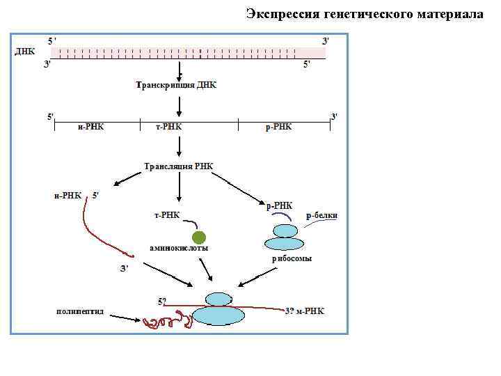 Экспрессия генетического материала 