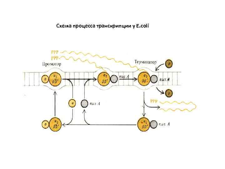 Схема процесса транскрипции у Е. соli 