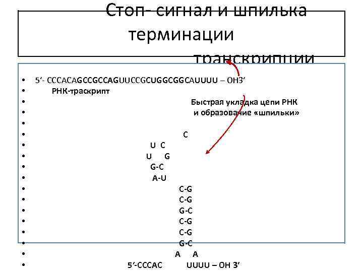 Стоп- сигнал и шпилька терминации транскрипции • • • • • 5′- СССАСАGCCGCCАGUUCCGCUGGCGGCАUUUU –