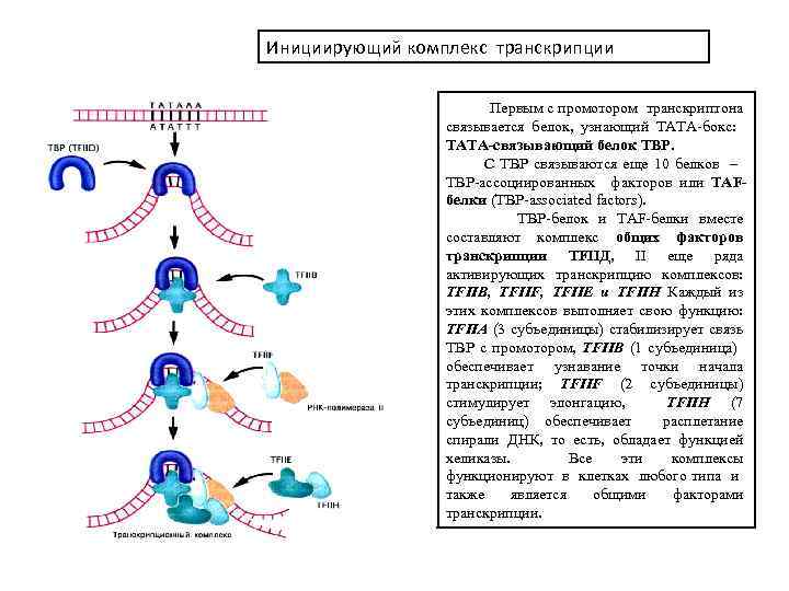 Матричные синтезы виды