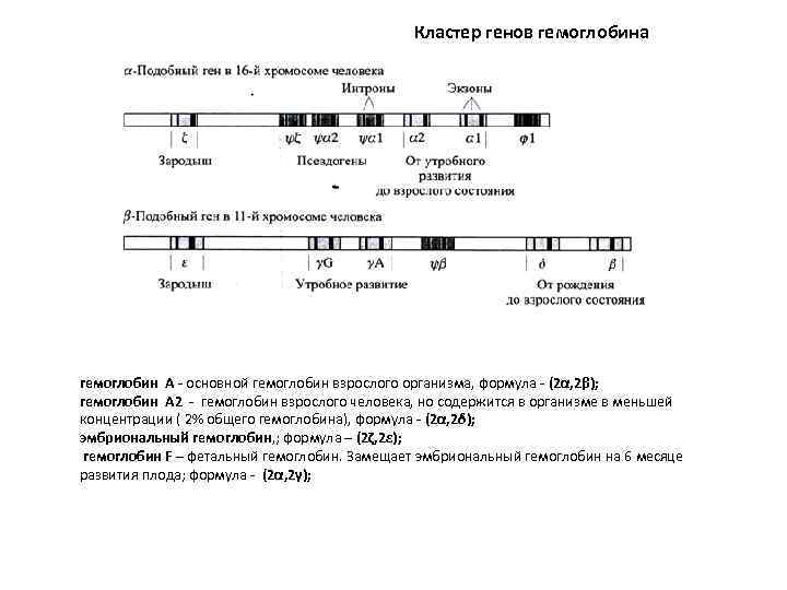 Кластер генов гемоглобина гемоглобин А - основной гемоглобин взрослого организма, формула - (2α, 2β);