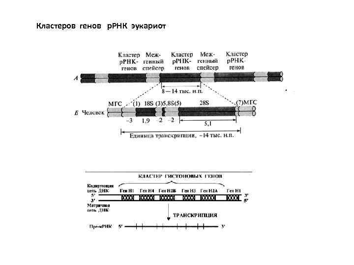 Кластеров генов р. РНК эукариот 