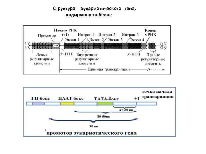 Структура эукариотического гена, кодирующего белок 