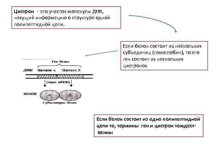 Цистрон - это участок молекулы ДНК, несущий информацию о структуре одной полипептидной цепи. Если