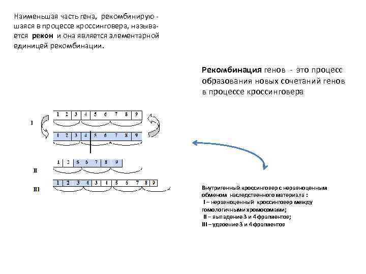 Наименьшая часть гена, рекомбинирую - шаяся в процессе кроссинговера, называ- ется рекон и она