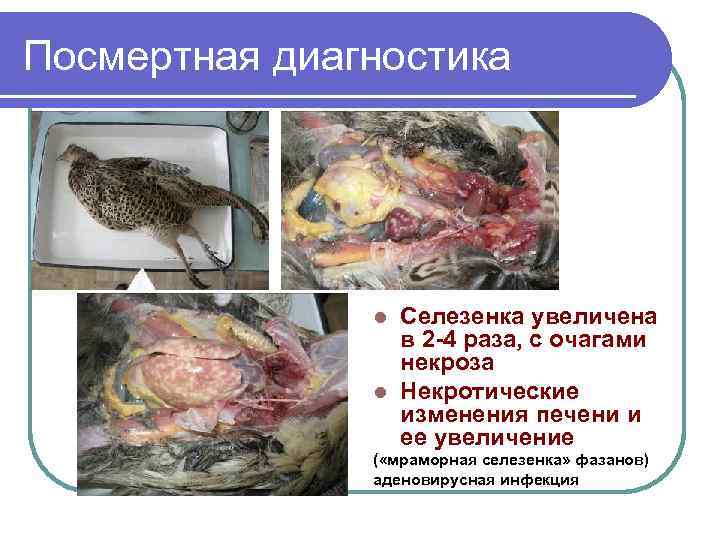 Посмертная диагностика Селезенка увеличена в 2 -4 раза, с очагами некроза l Некротические изменения