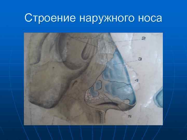 Строение наружного носа 