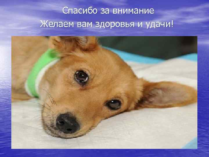 Спасибо за внимание Желаем вам здоровья и удачи! 