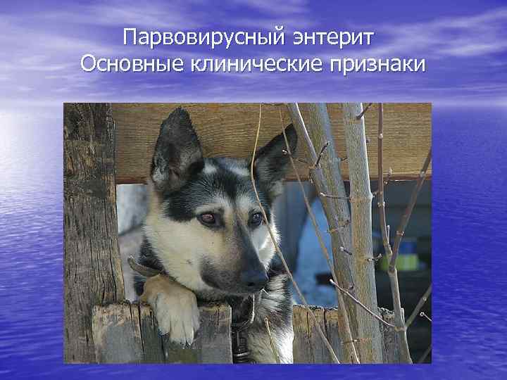 Парвовирусный энтерит Основные клинические признаки 