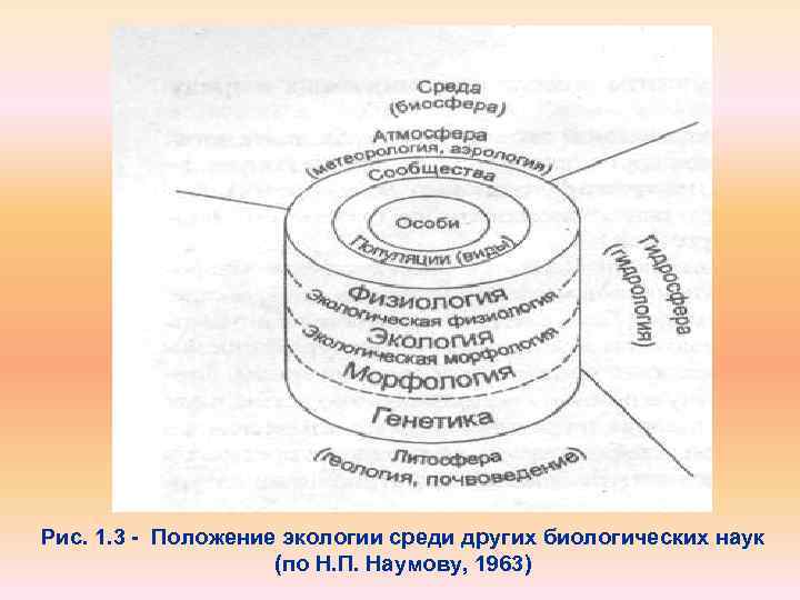 Рис. 1. 3 Положение экологии среди других биологических наук (по Н. П. Наумову, 1963)