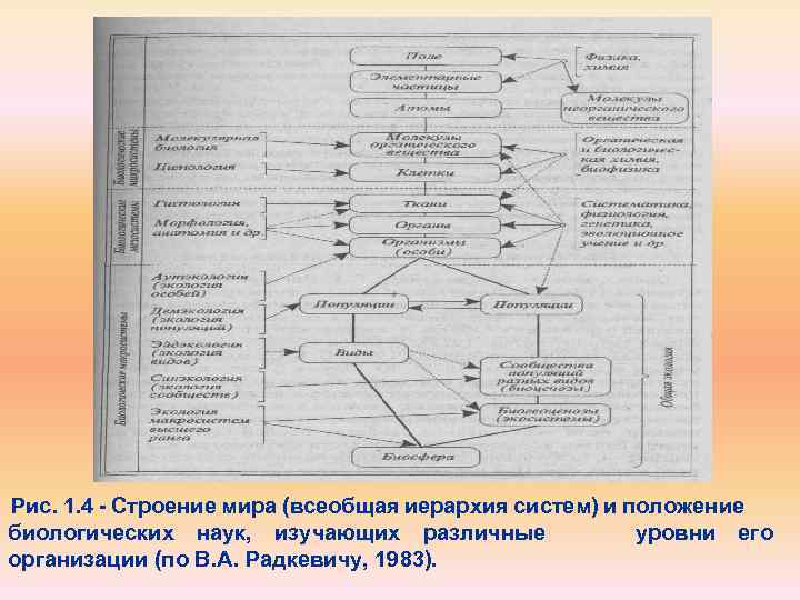 Иерархия в биологии схема