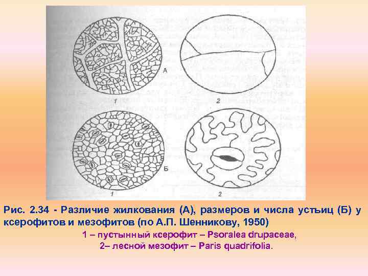 Рис. 2. 34 Различие жилкования (А), размеров и числа устьиц (Б) у ксерофитов и