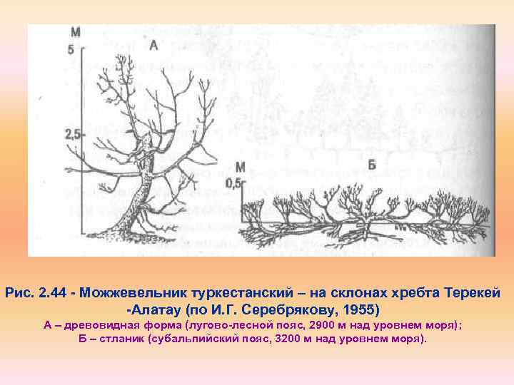 Рис. 2. 44 Можжевельник туркестанский – на склонах хребта Терекей Алатау (по И. Г.