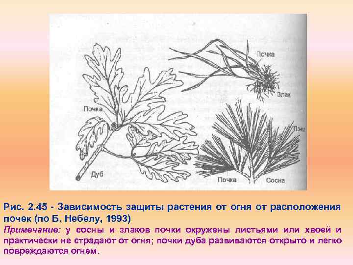 Рис. 2. 45 Зависимость защиты растения от огня от расположения почек (по Б. Небелу,
