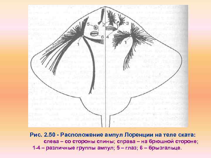Рис. 2. 50 Расположение ампул Лоренции на теле ската: слева – со стороны спины;