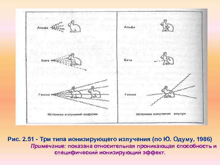 Рис. 2. 51 Три типа ионизирующего излучения (по Ю. Одуму, 1986) Примечание: показана относительная