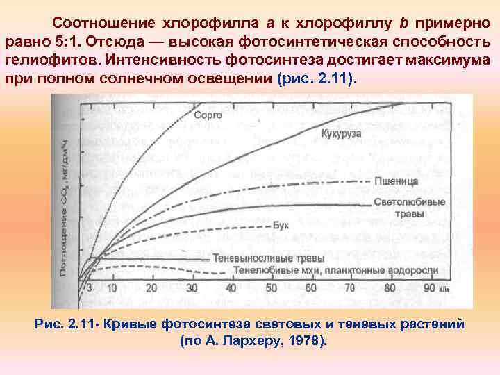 Соотношение хлорофилла а к хлорофиллу b примерно равно 5: 1. Отсюда — высокая фотосинтетическая