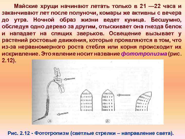 Майские хрущи начинают летать только в 21 — 22 часа и заканчивают лет после