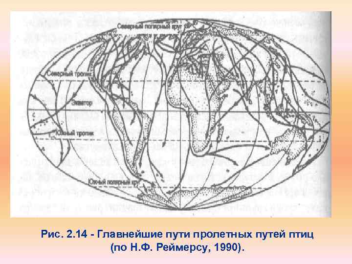 Рис. 2. 14 Главнейшие пути пролетных путей птиц (по Н. Ф. Реймерсу, 1990). 
