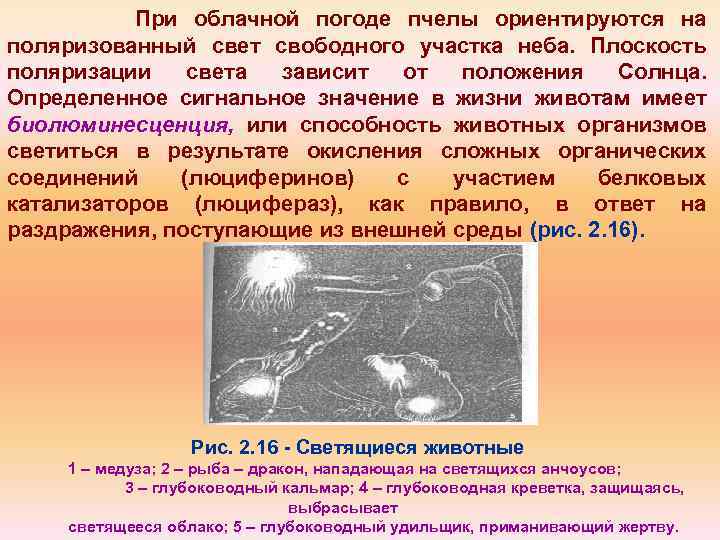 При облачной погоде пчелы ориентируются на поляризованный свет свободного участка неба. Плоскость поляризации света