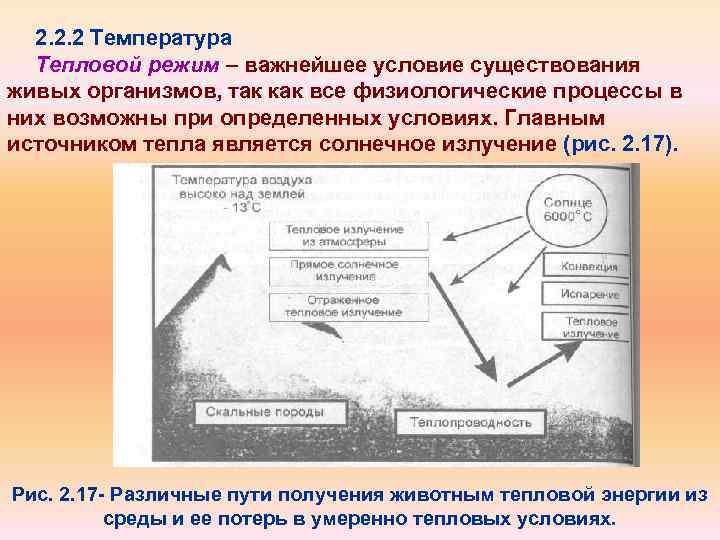 2. 2. 2 Температура Тепловой режим – важнейшее условие существования живых организмов, так как