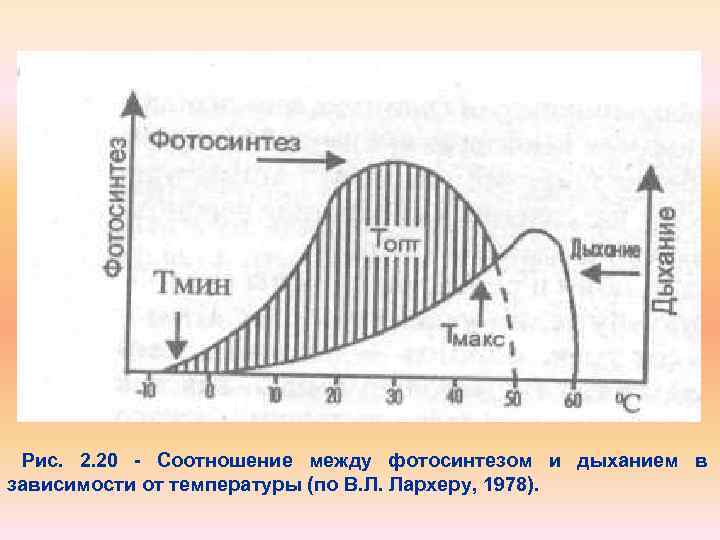 Рис. 2. 20 Соотношение между фотосинтезом и дыханием в зависимости от температуры (по В.