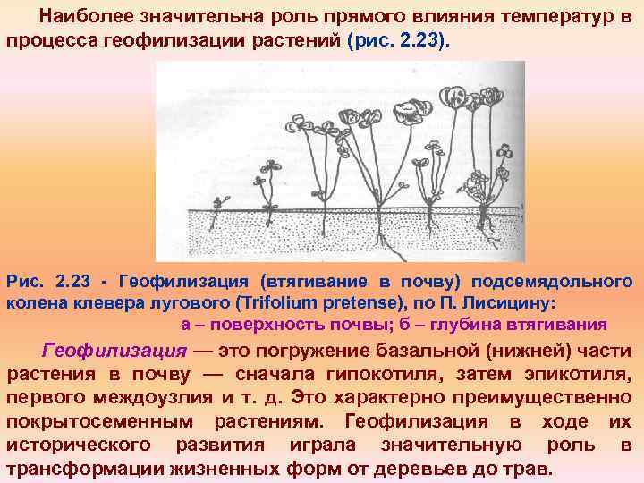 Наиболее значительна роль прямого влияния температур в процесса геофилизации растений (рис. 2. 23). Рис.