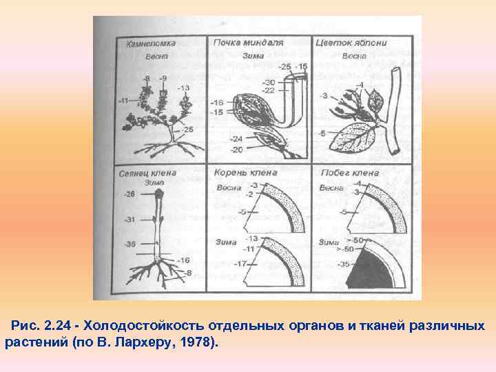 Рис. 2. 24 Холодостойкость отдельных органов и тканей различных растений (по В. Лархеру, 1978).