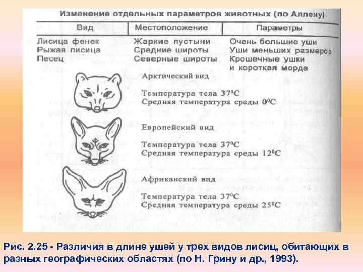 Рис. 2. 25 Различия в длине ушей у трех видов лисиц, обитающих в разных