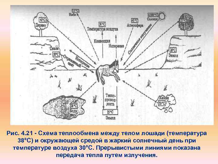 Рис. 4. 21 Схема теплообмена между телом лошади (температура 38°С) и окружающей средой в