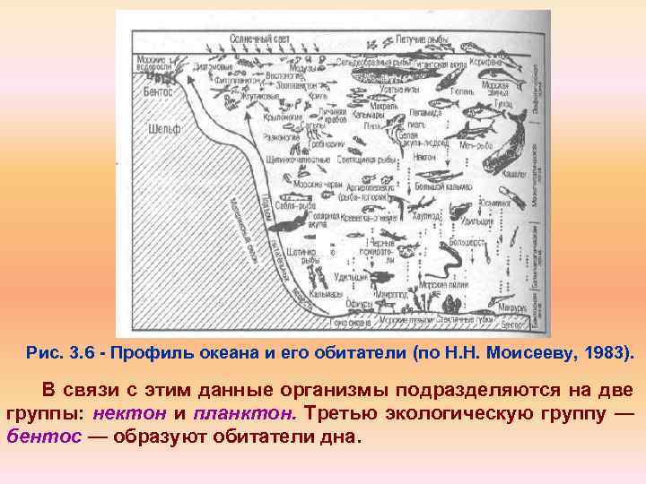 Рис. 3. 6 Профиль океана и его обитатели (по Н. Н. Моисееву, 1983). В