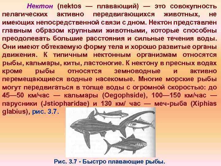 Нектон (nektos — плавающий) — это совокупность пелагических активно передвигающихся животных, не имеющих непосредственной