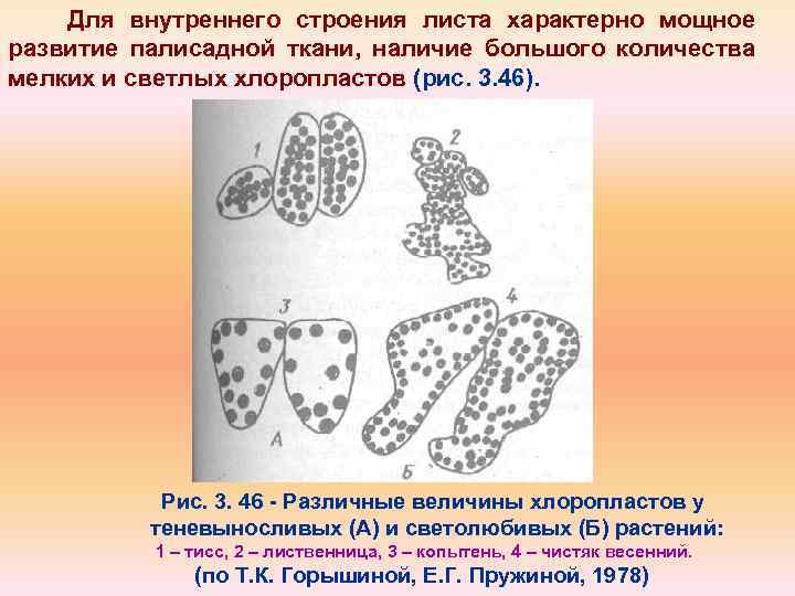 Для внутреннего строения листа характерно мощное развитие палисадной ткани, наличие большого количества мелких и