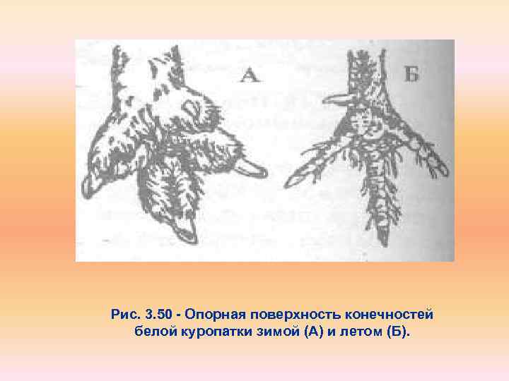 Рис. 3. 50 Опорная поверхность конечностей белой куропатки зимой (А) и летом (Б). 