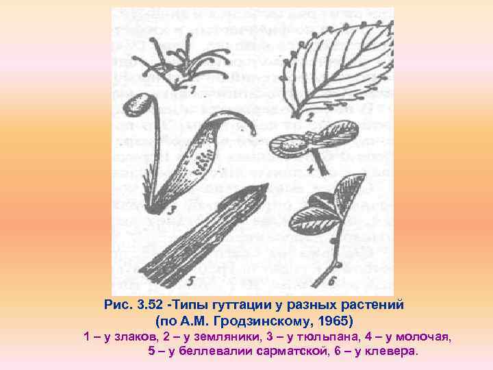 Рис. 3. 52 Типы гуттации у разных растений (по А. М. Гродзинскому, 1965) 1