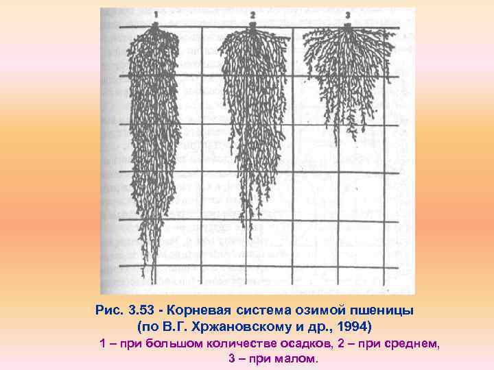 Пшеница тип корневой системы