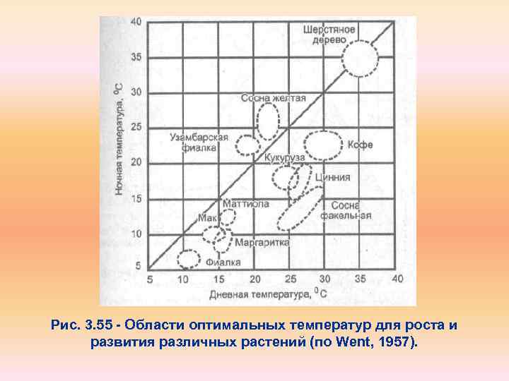 Рис. 3. 55 Области оптимальных температур для роста и развития различных растений (по Went,