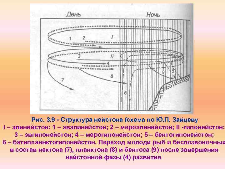 Рис. 3. 9 Структура нейстона (схема по Ю. П. Зайцеву I – эпинейстон: 1