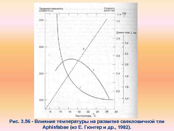 Рис. 3. 56 Влияние температуры на развитие свекловичной тли Aphisfabae (из Е. Гюнтер и