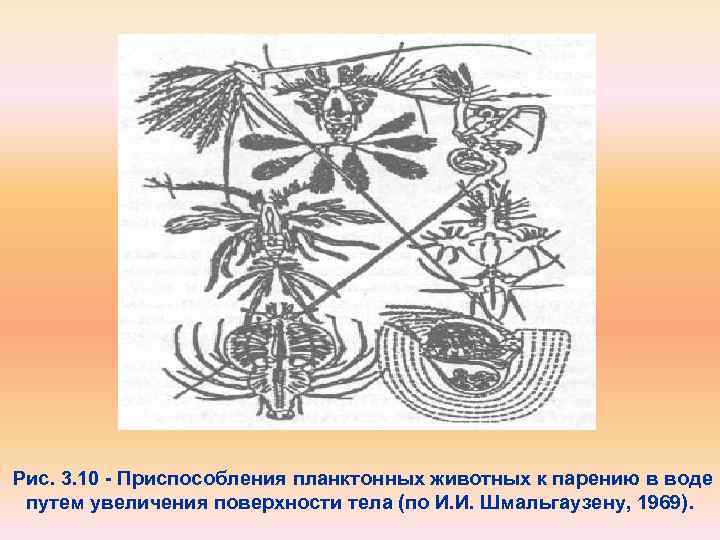 Рис. 3. 10 Приспособления планктонных животных к парению в воде путем увеличения поверхности тела
