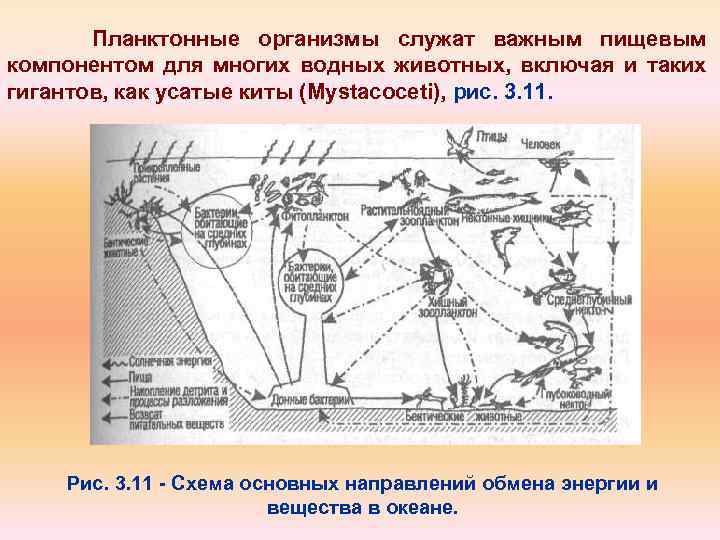 Планктонные организмы служат важным пищевым компонентом для многих водных животных, включая и таких гигантов,