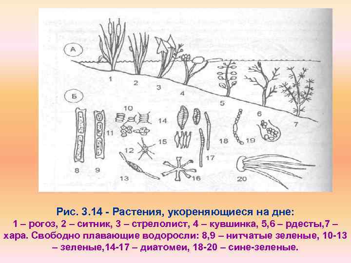 Строение рогоза схема