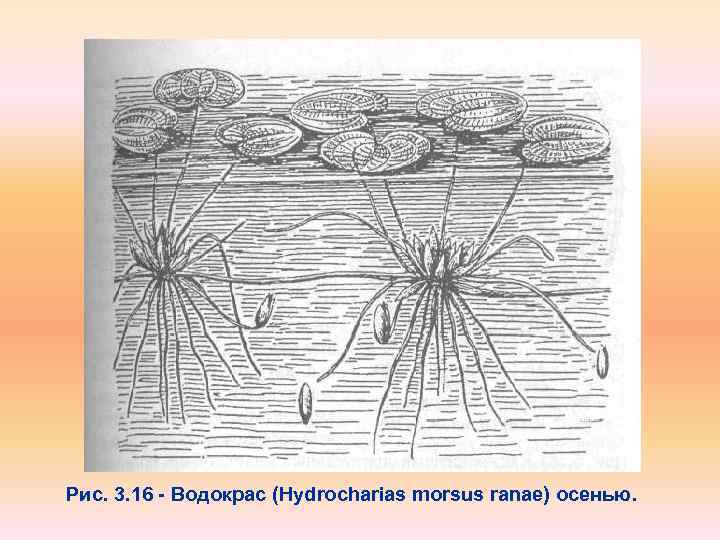 Рис. 3. 16 Водокрас (Hydrocharias morsus ranae) осенью. 