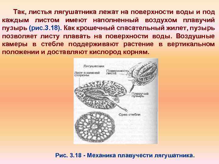 Так, листья лягушатника лежат на поверхности воды и под каждым листом имеют наполненный воздухом