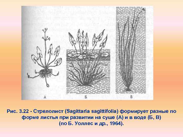 Рис. 3. 22 Стрелолист (Sagittaria sagittifolia) формирует разные по форме листья при развитии на