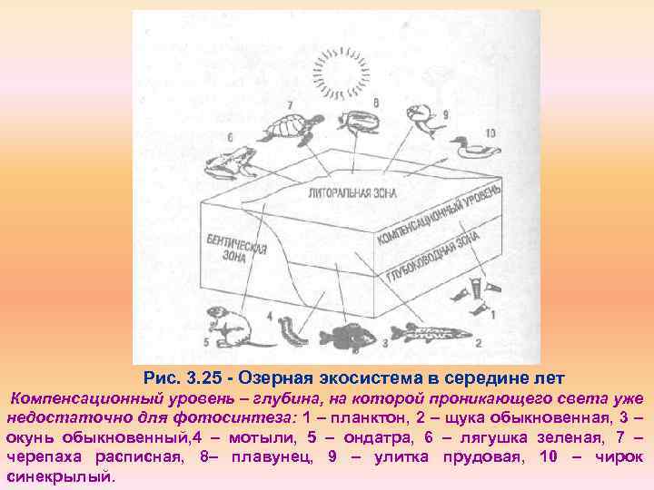 Рис. 3. 25 Озерная экосистема в середине лет Компенсационный уровень – глубина, на которой
