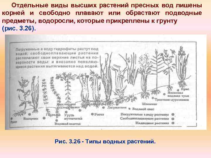 Отдельные виды высших растений пресных вод лишены корней и свободно плавают или обрастают подводные