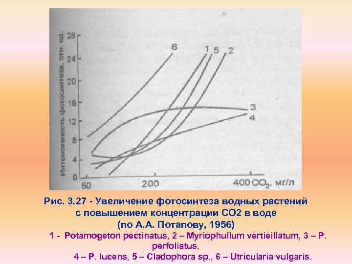 Рис. 3. 27 Увеличение фотосинтеза водных растений с повышением концентрации СО 2 в воде